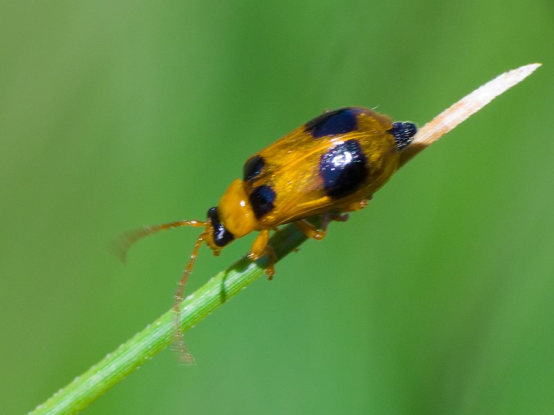 Phyllobrotica quadrimaculata (Linnaeus, 1758)